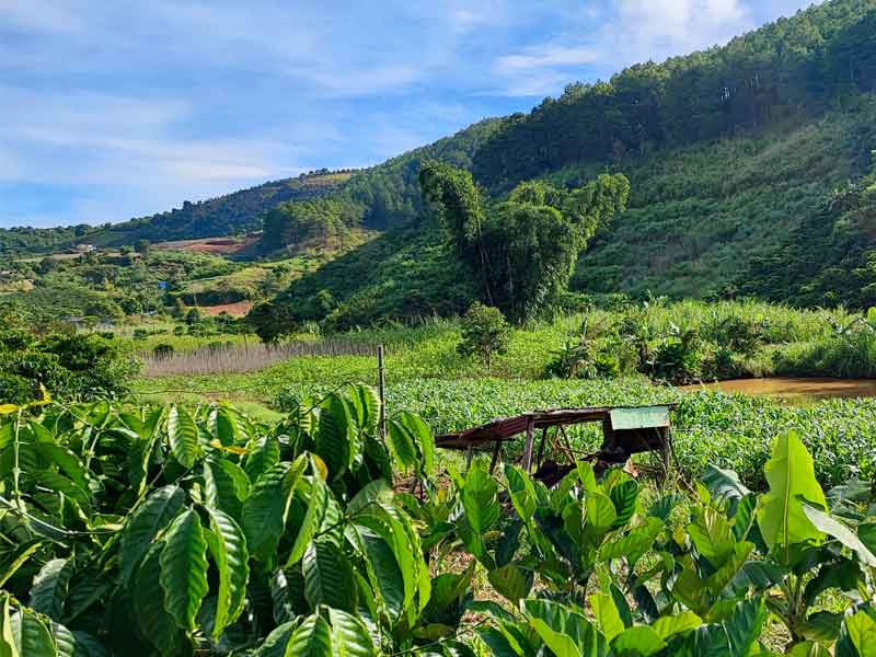 Bán lô đất sào 5000m2, gần thị trấn Nam Ban